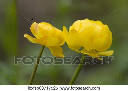 Stock Photography - "Globe Flower (Trollius europaeus), flowers, Thuringia, Germany, Europe". Fotosearch