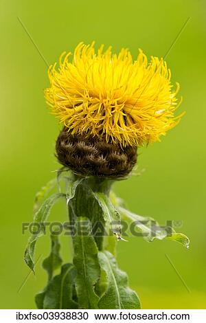 "Globe Knapweed (Centaurea macrocephala), flowering, Lower Saxony, Germany, Europe" View Large Photo Image Stock Image - "Globe Knapweed (Centaurea macrocephala), flowering, Lower Saxony, Germany, Europe". Fotosearch