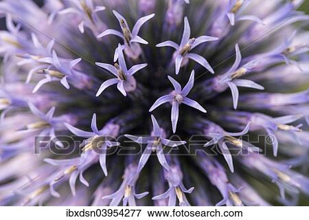 "Globe thistle (Echinops), Germany, Europe" View Large Photo Image Stock Photo - "Globe thistle (Echinops), Germany, Europe". Fotosearch