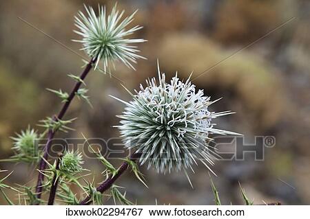 Stock Photo - "Globe Thistle (Echinops ritro), Lycia, Turkey, Asia Minor, Asia". Fotosearch