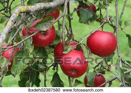 "Gloster apples, organic farming, Austria, Europe" View Large Photo Image Stock Image - "Gloster apples, organic farming, Austria, Europe". Fotosearch