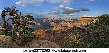 "Gnarled old pine (Pinus) at the Grand Canyon, viewing point Mather Point, South Rim, Grand Canyon, at Tusayan, Arizona, USA" View Large Photo Image Stock Image - "Gnarled old pine (Pinus) at the Grand Canyon, viewing point Mather Point, South Rim, Grand Canyon, at Tusayan, Arizona, USA". Fotosearch