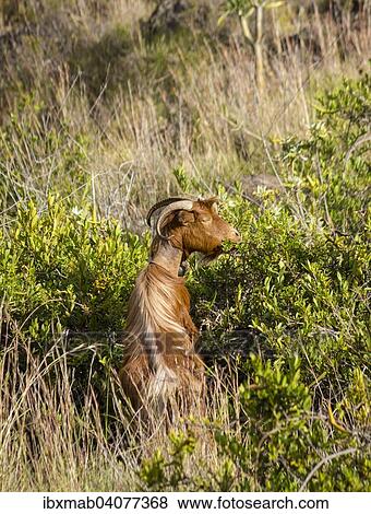 "Goat (Capra) feeding on leaves, tall grass, La Palma, Canary Islands, Spain, Europe" View Large Photo Image Stock Photo - "Goat (Capra) feeding on leaves, tall grass, La Palma, Canary Islands, Spain, Europe". Fotosearch