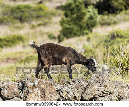 Stock Photo - "Goat (Capra) on a stone wall, La Palma, Canary Islands, Spain, Europe". Fotosearch
