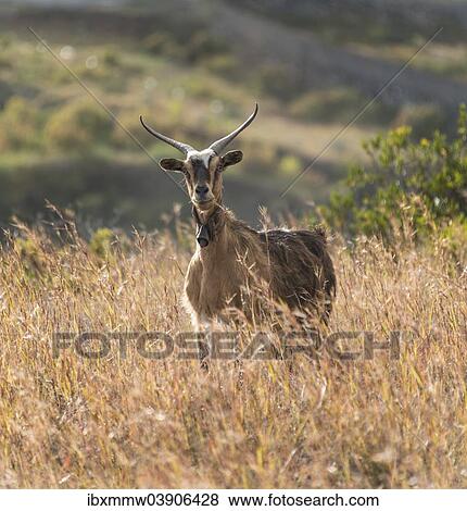 "Goat (Capra) standing in tall grass, La Palma, Canary Islands, Spain, Europe" View Large Photo Image Stock Photo - "Goat (Capra) standing in tall grass, La Palma, Canary Islands, Spain, Europe". Fotosearch