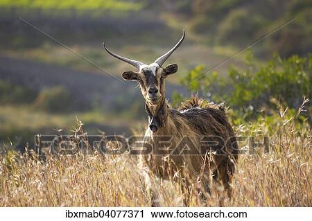 "Goat (Capra), tall grass, La Palma, Canary Islands, Spain, Europe" View Large Photo Image Stock Image - "Goat (Capra), tall grass, La Palma, Canary Islands, Spain, Europe". Fotosearch