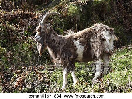 "Goat, Glendalough, Wicklow Mountains, County Wicklow, Republic of Ireland, British Isles, Europe" View Large Photo Image Picture - "Goat, Glendalough, Wicklow Mountains, County Wicklow, Republic of Ireland, British Isles, Europe". Fotosearch