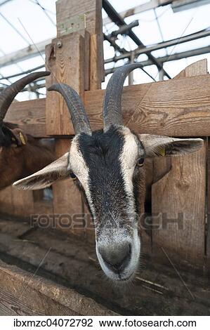 Stock Image - "Goat in the milking parlour on an organic farm, Othenstorf, Mecklenburg-Western Pomerania, Germany, Europe". Fotosearch