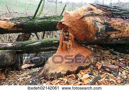 "Goat Willow (Salix caprea) felled by beavers, Allgaeu, Bavaria, Germany, Europe" View Large Photo Image Stock Image - "Goat Willow (Salix caprea) felled by beavers, Allgaeu, Bavaria, Germany, Europe". Fotosearch