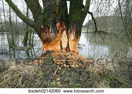 "Goat Willow (Salix caprea) gnawed by beavers in a pond, Allgaeu, Bavaria, Germany, Europe" View Large Photo Image Stock Image - "Goat Willow (Salix caprea) gnawed by beavers in a pond, Allgaeu, Bavaria, Germany, Europe". Fotosearch