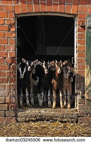 Stock Photograph - "Goatlings or kids looking out a barn door on an organic farm, Othenstorf, Mecklenburg-Western Pomerania, Germany, Europe". Fotosearch