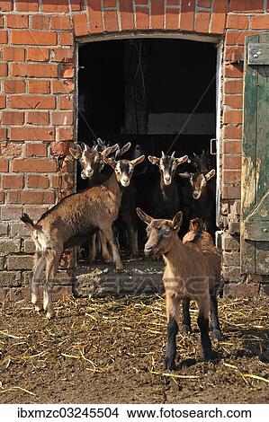 Picture - "Goatlings or kids standing at the barn door on an organic farm, Othenstorf, Mecklenburg-Western Pomerania, Germany, Europe". Fotosearch