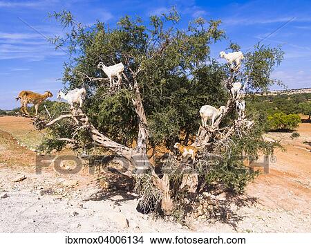 "Goats (Capra) feeding on Argan fruits or Argan nuts on an Argan tree (Argania spinosa), Chouaker, Essaouira Province, Marrakech-Tensift-Al Haouz, Morocco, Africa" View Large Photo Image Picture - "Goats (Capra) feeding on Argan fruits or Argan nuts on an Argan tree (Argania spinosa), Chouaker, Essaouira Province, Marrakech-Tensift-Al Haouz, Morocco, Africa". Fotosearch