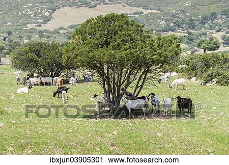Stock Image - "Goats (Capra) standing in the shade of cypress trees, Villasimius, Sardinia, Italy, Europe". Fotosearch