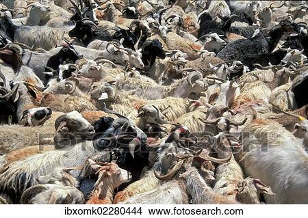 "Goats standing close together, Changtang or Changthang, Ladakh, Indian Himalayas, Jammu and Kashmir, North India, India, Asia" View Large Photo Image Picture - "Goats standing close together, Changtang or Changthang, Ladakh, Indian Himalayas, Jammu and Kashmir, North India, India, Asia". Fotosearch