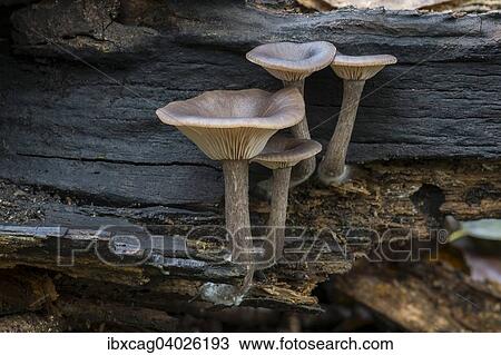"Goblet funnel cap (Pseudoclitocybe cyathiformis), fruiting bodies on dead wood, Monchbruch Nature Reserve, Hesse, Germany, Europe" View Large Photo Image Stock Image - "Goblet funnel cap (Pseudoclitocybe cyathiformis), fruiting bodies on dead wood, Monchbruch Nature Reserve, Hesse, Germany, Europe". Fotosearch