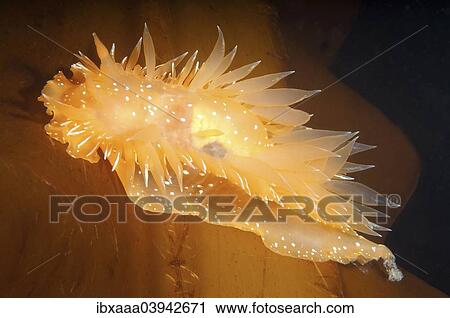 "Gold Dirona (Dirona pellucida), Sea of Japan, Russia, Europe" View Large Photo Image Stock Image - "Gold Dirona (Dirona pellucida), Sea of Japan, Russia, Europe". Fotosearch