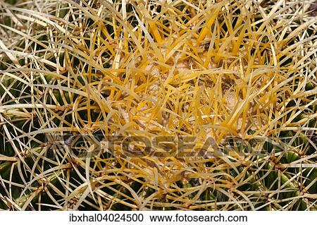 "Golden Barrel Cactus (Echinocactus grusonii), spines, detail, Gran Canaria, Canary Islands, Spain, Europe" View Large Photo Image Stock Image - "Golden Barrel Cactus (Echinocactus grusonii), spines, detail, Gran Canaria, Canary Islands, Spain, Europe". Fotosearch