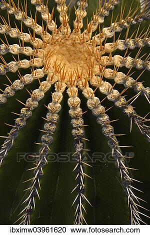 "Golden Barrel Cactus (Echinocactus grusonii), Spain, Europe" View Large Photo Image Stock Image - "Golden Barrel Cactus (Echinocactus grusonii), Spain, Europe". Fotosearch