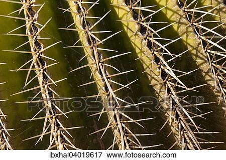 "Golden Barrel Cactus (Echinocactus grusonii), spines, detail, Gran Canaria, Canary Islands, Spain, Europe" View Large Photo Image Stock Photo - "Golden Barrel Cactus (Echinocactus grusonii), spines, detail, Gran Canaria, Canary Islands, Spain, Europe". Fotosearch