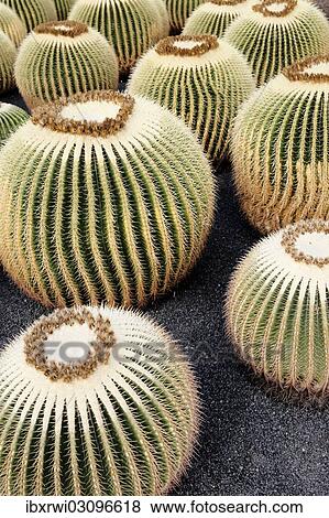 "Golden Barrel Cactus, Golden Ball Cactus or Mother-in-Law's Cushion (Echinocactus grusonii), several cacti" View Large Photo Image Stock Photo - "Golden Barrel Cactus, Golden Ball Cactus or Mother-in-Law's Cushion (Echinocactus grusonii), several cacti". Fotosearch