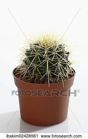 Stock Image - "Golden Barrel Cactus, Mother-in-Law's Cushion (Echinocactus grusonii)". Fotosearch