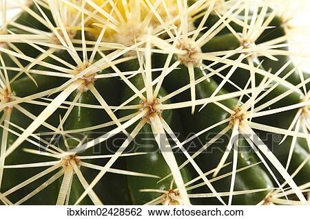Stock Image - "Golden Barrel Cactus, Mother-in-Law's Cushion (Echinocactus grusonii)". Fotosearch