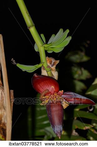 Stock Image - "Golden brown mouse lemur (Microcebus ravelobensis) Ankarafantsika National Park, Madagascar, Africa". Fotosearch