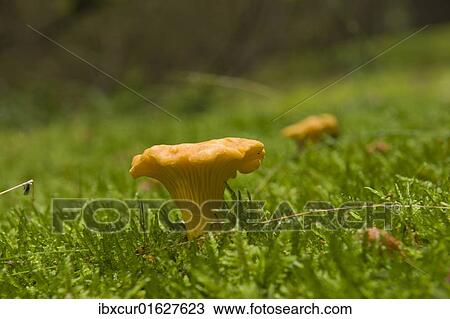 Golden Chanterelle mushroom (Cantharellus cibarius) View Large Photo Image Stock Image - Golden Chanterelle mushroom (Cantharellus cibarius). Fotosearch