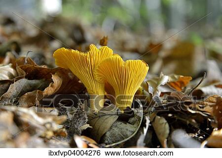 "Golden Chanterelle or Chanterelle (Cantharellus cibarius), Black Forest, Baden-Wurttemberg, Germany, Europe" View Large Photo Image Stock Photograph - "Golden Chanterelle or Chanterelle (Cantharellus cibarius), Black Forest, Baden-Wurttemberg, Germany, Europe". Fotosearch
