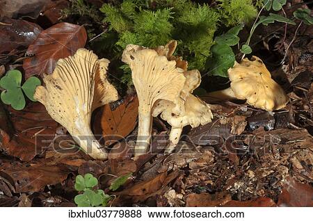 Stock Photo - "Golden Chanterelle or Girolle (Cantharellus cibarius), Baden-Wurttemberg, Germany, Europe". Fotosearch