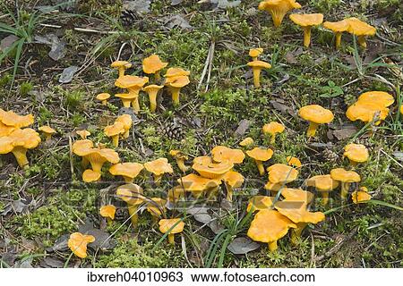 "Golden Chanterelles or Chanterelles (Cantharellus cibarius), Gurgltal valley, Tyrol, Austria, Europe" View Large Photo Image Stock Image - "Golden Chanterelles or Chanterelles (Cantharellus cibarius), Gurgltal valley, Tyrol, Austria, Europe". Fotosearch
