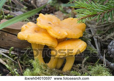 "Golden Chanterelles or Chanterelles (Cantharellus cibarius), Gurgltal valley, Tyrol, Austria, Europe" View Large Photo Image Stock Photo - "Golden Chanterelles or Chanterelles (Cantharellus cibarius), Gurgltal valley, Tyrol, Austria, Europe". Fotosearch