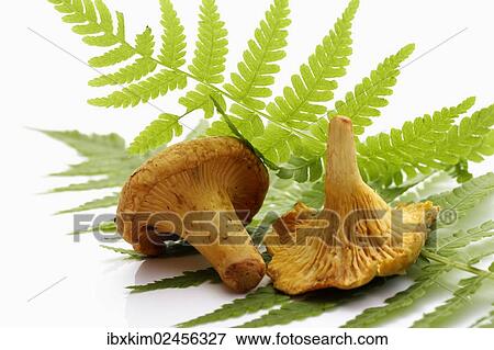 Golden Chanterelles or Girolles (Cantharellus cibarius) on a fern leaf View Large Photo Image Stock Photo - Golden Chanterelles or Girolles (Cantharellus cibarius) on a fern leaf. Fotosearch