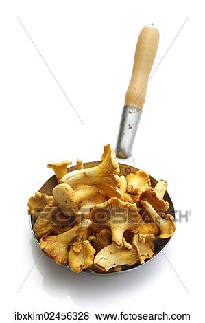 Stock Photo - Golden Chanterelles or Girolles (Cantharellus cibarius) in a pan. Fotosearch