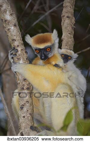 "Golden-crowned Sifaka (Propithecus tatersalli) with young, Madagascar, Africa" View Large Photo Image Stock Photography - "Golden-crowned Sifaka (Propithecus tatersalli) with young, Madagascar, Africa". Fotosearch