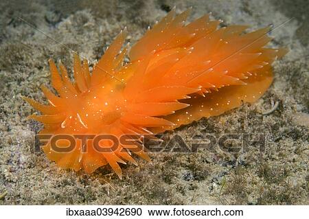 "Golden Dirona (Dirona pellucida), Sea of Japan, Primorsky Krai, Russia, Europe" View Large Photo Image Stock Image - "Golden Dirona (Dirona pellucida), Sea of Japan, Primorsky Krai, Russia, Europe". Fotosearch