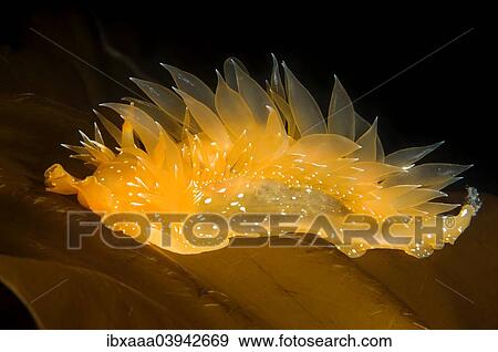 "Golden Dirona (Dirona pellucida), Sea of Japan, Primorsky Krai, Russia, Europe" View Large Photo Image Stock Photo - "Golden Dirona (Dirona pellucida), Sea of Japan, Primorsky Krai, Russia, Europe". Fotosearch