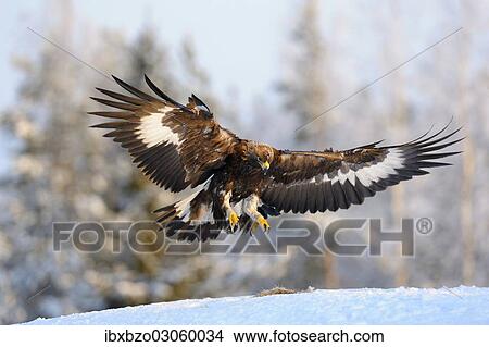 "Golden Eagle (Aquila chrysaetos) in flight, landing at a bait place, Kainuu, Utajarvi, Nordfinnland, Finland, Europe" View Large Photo Image Picture - "Golden Eagle (Aquila chrysaetos) in flight, landing at a bait place, Kainuu, Utajarvi, Nordfinnland, Finland, Europe". Fotosearch