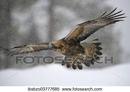 "Golden Eagle (Aquila chrysaetos) in flight during snowfall, Oulanka National Park, Kuusamo, Lapland, Finland, Europe" View Large Photo Image Stock Photography - "Golden Eagle (Aquila chrysaetos) in flight during snowfall, Oulanka National Park, Kuusamo, Lapland, Finland, Europe". Fotosearch
