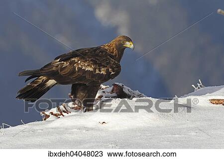 "Golden Eagle (Aquila chrysaetos) on carcass, Montafon, Vorarlberg, Austria, Europe" View Large Photo Image Stock Image - "Golden Eagle (Aquila chrysaetos) on carcass, Montafon, Vorarlberg, Austria, Europe". Fotosearch