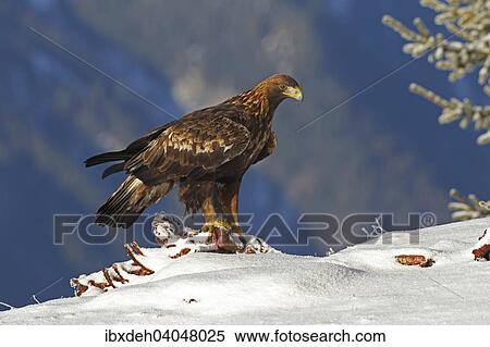"Golden Eagle (Aquila chrysaetos) on carcass, Montafon, Vorarlberg, Austria, Europe" View Large Photo Image Stock Photography - "Golden Eagle (Aquila chrysaetos) on carcass, Montafon, Vorarlberg, Austria, Europe". Fotosearch