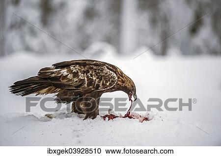 "Golden Eagle (Aquila chrysaetos) feeding, Kuusamo, Finland, Europe" View Large Photo Image Stock Image - "Golden Eagle (Aquila chrysaetos) feeding, Kuusamo, Finland, Europe". Fotosearch
