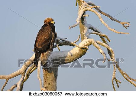 "Golden Eagle (Aquila chrysaetos) perched on a tree, Kainuu, Utajarvi, Nordfinnland, Finland, Europe" View Large Photo Image Stock Photo - "Golden Eagle (Aquila chrysaetos) perched on a tree, Kainuu, Utajarvi, Nordfinnland, Finland, Europe". Fotosearch
