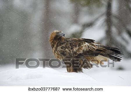 "Golden Eagle (Aquila chrysaetos) standing in deep snow during snowfall, Oulanka National Park, Kuusamo, Lapland, Finland, Europe" View Large Photo Image Stock Photo - "Golden Eagle (Aquila chrysaetos) standing in deep snow during snowfall, Oulanka National Park, Kuusamo, Lapland, Finland, Europe". Fotosearch