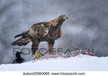 Stock Photograph - "Golden Eagle (Aquila chrysaetos) with bait and a Hooded Crow (Corvus corone cornix) during a blizzard, Kainuu, Utajarvi, Nordfinnland, Finland, Europe". Fotosearch
