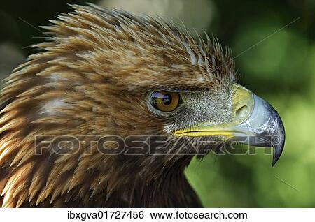 Golden Eagle (Aquila chrysaetos) with ruffled feathers View Large Photo Image Stock Photograph - Golden Eagle (Aquila chrysaetos) with ruffled feathers. Fotosearch