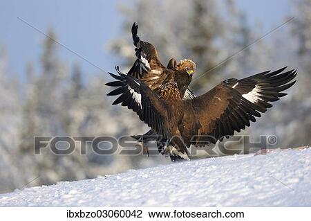 "Golden Eagles (Aquila chrysaetos), two eagles competing at a bait place, Kainuu, Utajarvi, Nordfinnland, Finland, Europe" View Large Photo Image Stock Image - "Golden Eagles (Aquila chrysaetos), two eagles competing at a bait place, Kainuu, Utajarvi, Nordfinnland, Finland, Europe". Fotosearch