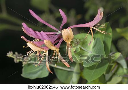 Stock Photography - "Golden flame honeysuckle (Lonicera heckrottii), inflorescence, Untergroeningen, Baden-Wuerttemberg, Germany, Europe". Fotosearch