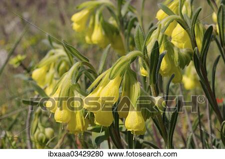 "Golden-flowered Onosma (Onosma taurica), Crimea, Ukraine, Europe" View Large Photo Image Stock Image - "Golden-flowered Onosma (Onosma taurica), Crimea, Ukraine, Europe". Fotosearch